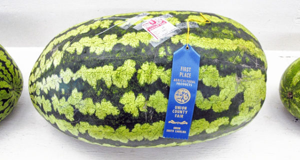 photo of 1st place watermelon during Union County Fair