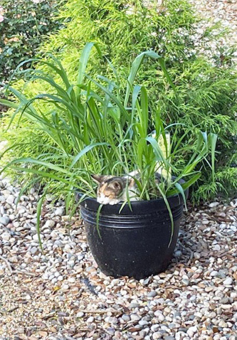 small cat sitting in potted plant